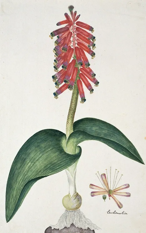 Lachenalia Bulbifera Cirillo Engl Wall Art by Robert Jacob Gordon - High-Resolution Digital Print