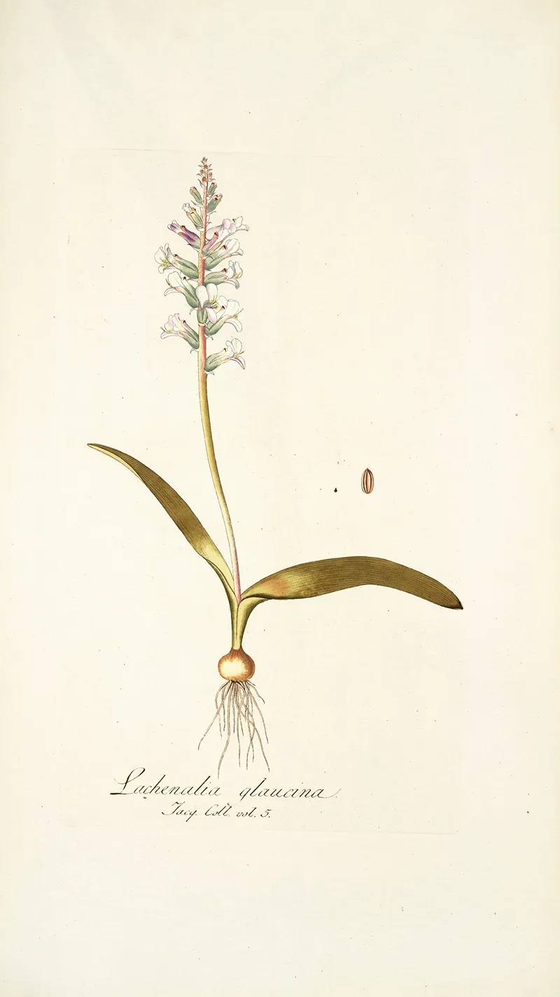 Lachenalia Glaucina Wall Art by Nikolaus Joseph Freiherr von Jacquin - High-Resolution Digital Print