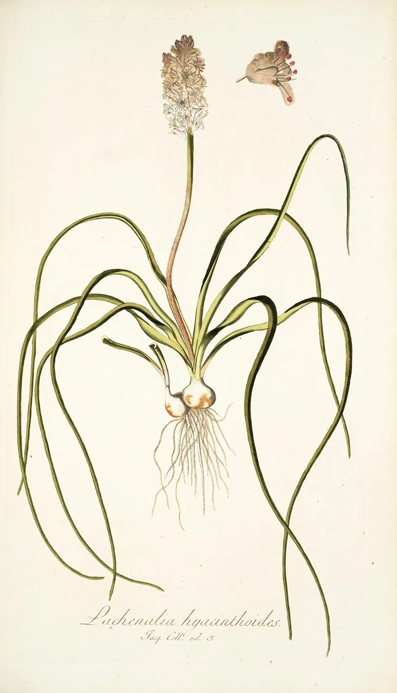 Lachenalia Hyacinthoides Wall Art by Nikolaus Joseph Freiherr von Jacquin - High-Resolution Digital Print
