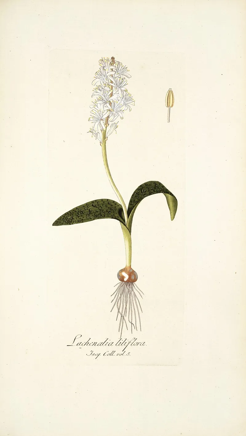 Lachenalia Liliflora Wall Art by Nikolaus Joseph Freiherr von Jacquin - High-Resolution Digital Print