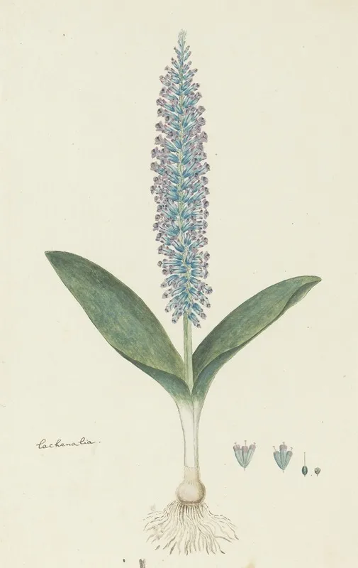 Lachenalia Mediana Jacq Wall Art by Robert Jacob Gordon - High-Resolution Digital Print