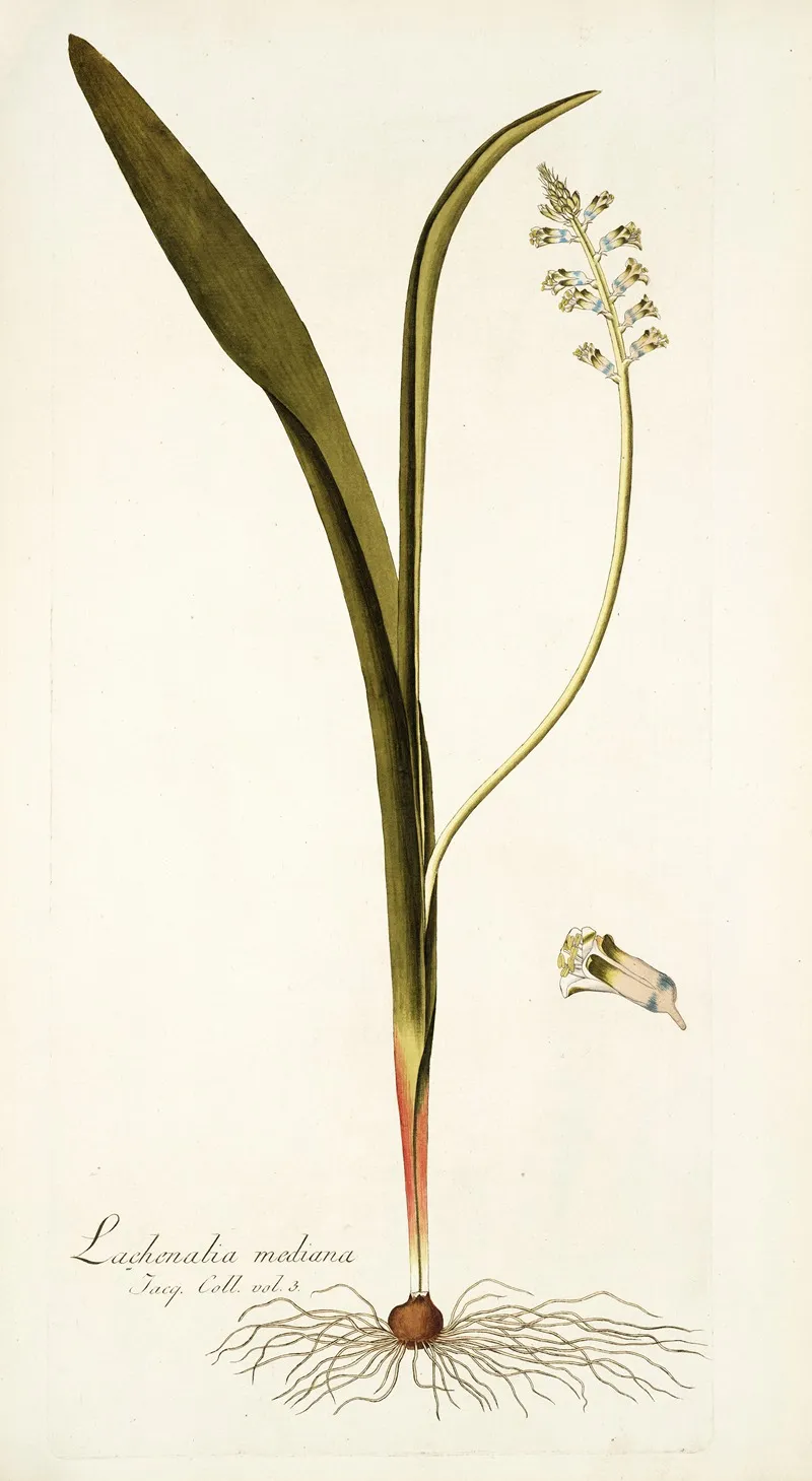 Lachenalia Mediana Wall Art by Nikolaus Joseph Freiherr von Jacquin - High-Resolution Digital Print