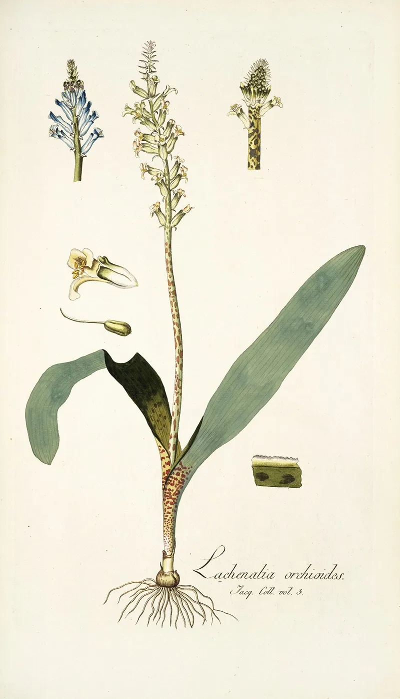 Lachenalia Orchioides Wall Art by Nikolaus Joseph Freiherr von Jacquin - High-Resolution Digital Print