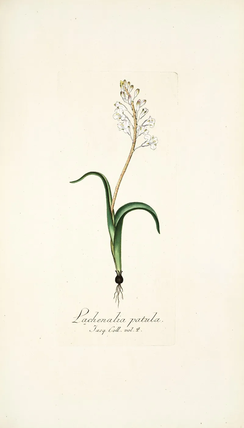 Lachenalia Patula Wall Art by Nikolaus Joseph Freiherr von Jacquin - High-Resolution Digital Print