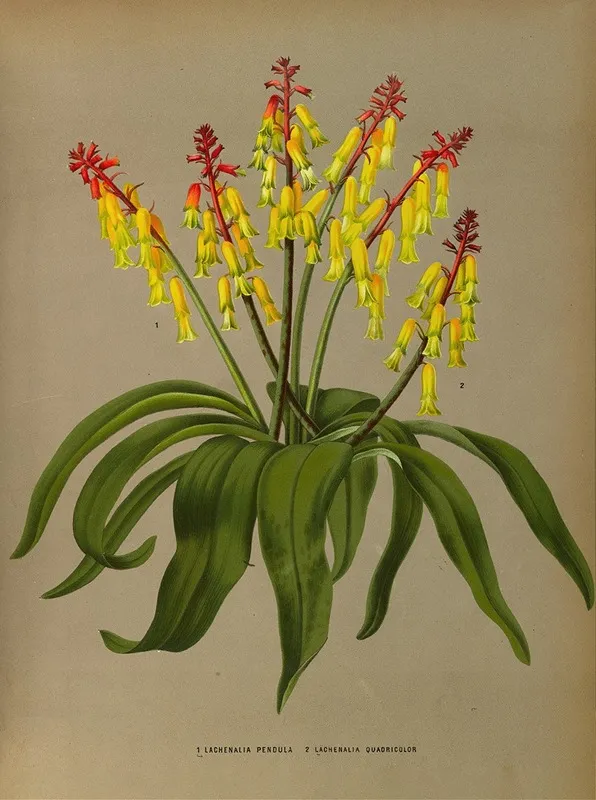 Lachenalia Pendula 2 Lachenalia Quaoricolor Wall Art by Arentina Hendrica Arendsen - High-Resolution Digital Print