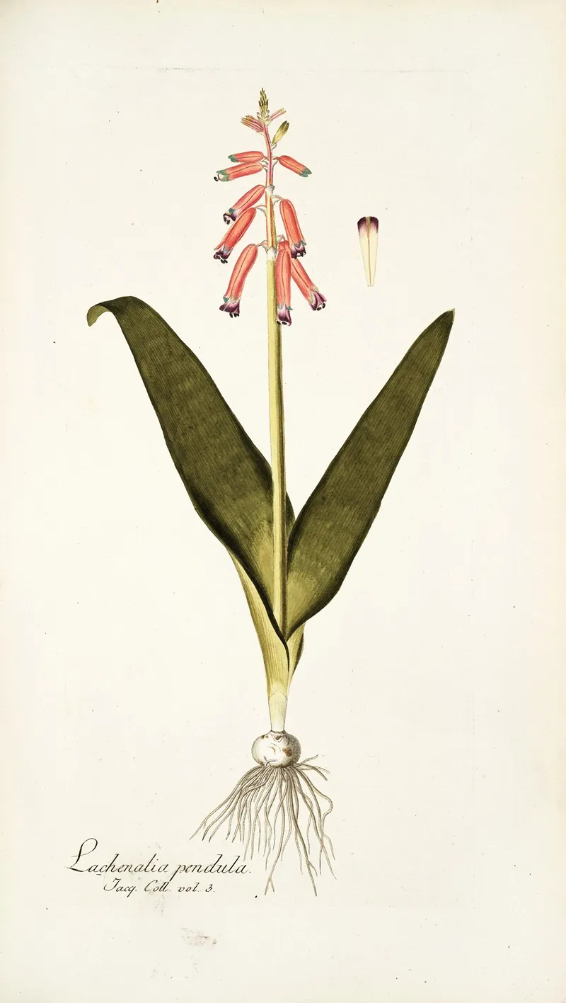 Lachenalia Pendula Wall Art by Nikolaus Joseph Freiherr von Jacquin - High-Resolution Digital Print