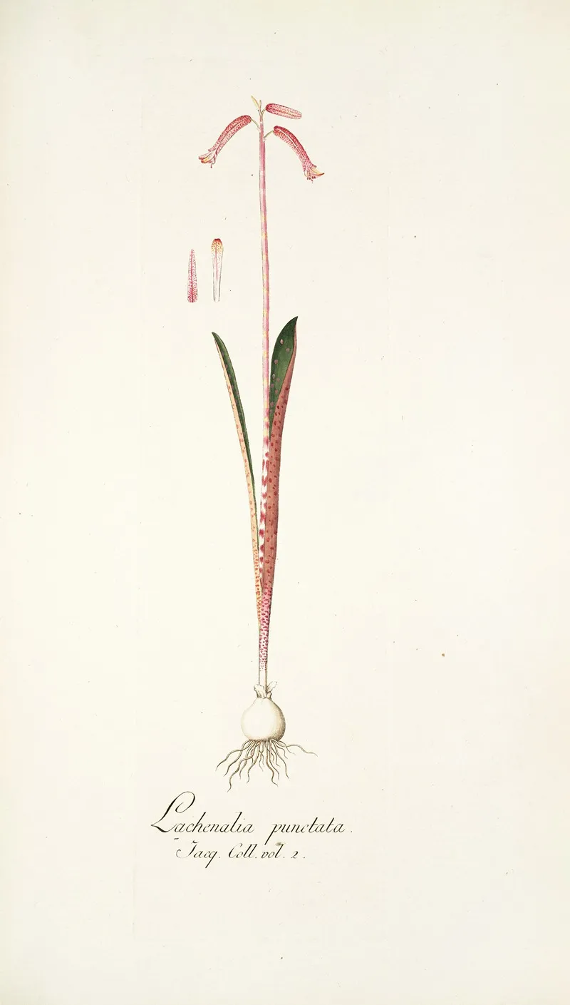 Lachenalia Punctata Wall Art by Nikolaus Joseph Freiherr von Jacquin - High-Resolution Digital Print