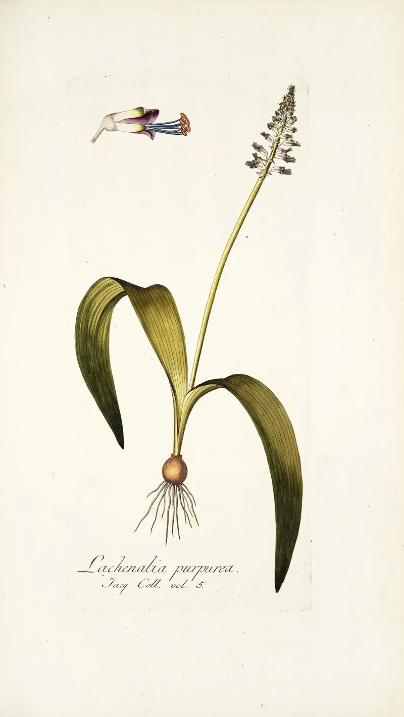 Lachenalia Purpurea Wall Art by Nikolaus Joseph Freiherr von Jacquin - High-Resolution Digital Print