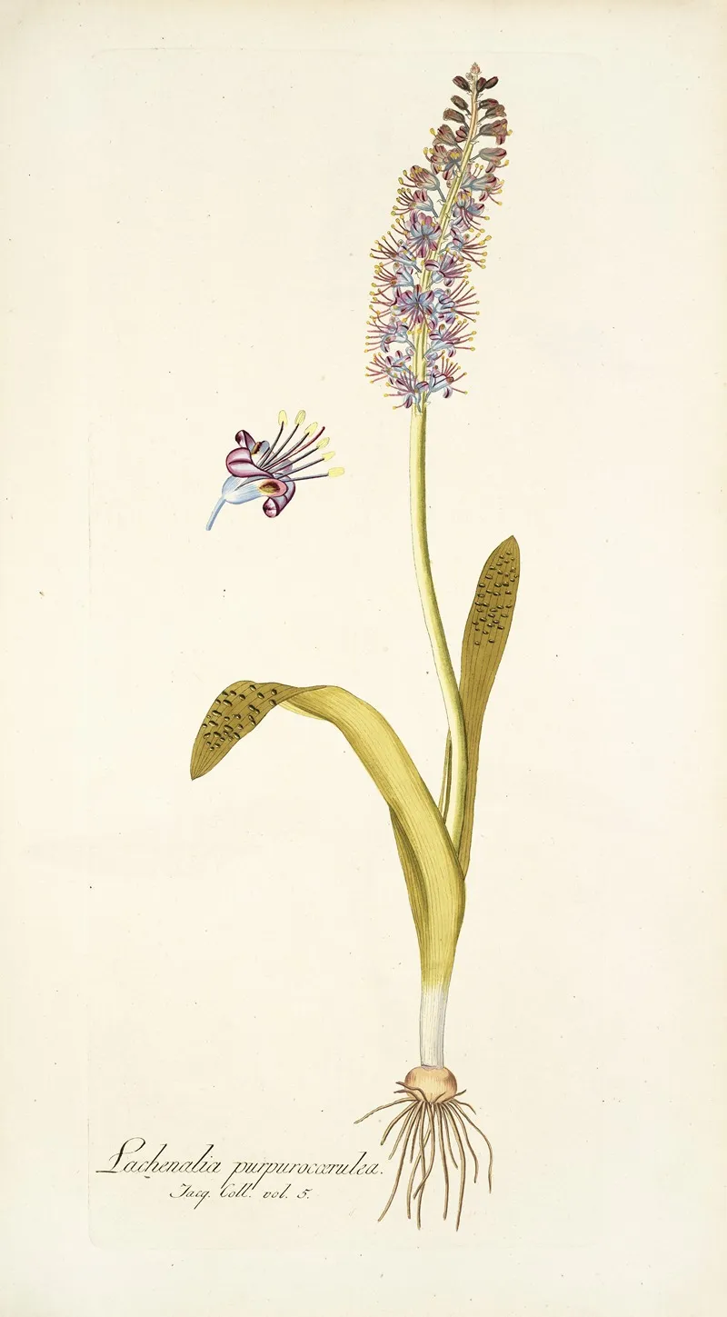 Lachenalia Purpurocoerulea Wall Art by Nikolaus Joseph Freiherr von Jacquin - High-Resolution Digital Print