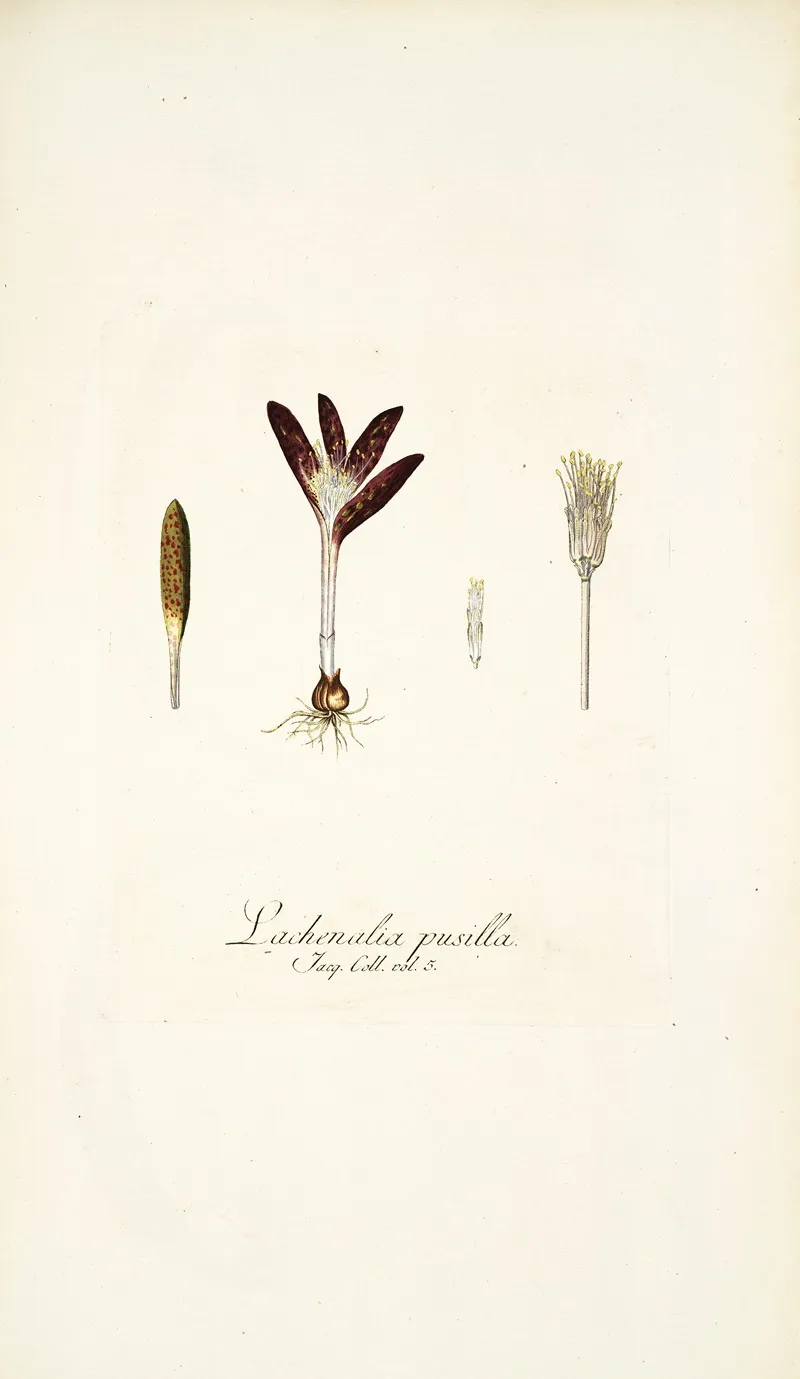 Lachenalia Pusilla Wall Art by Nikolaus Joseph Freiherr von Jacquin - High-Resolution Digital Print