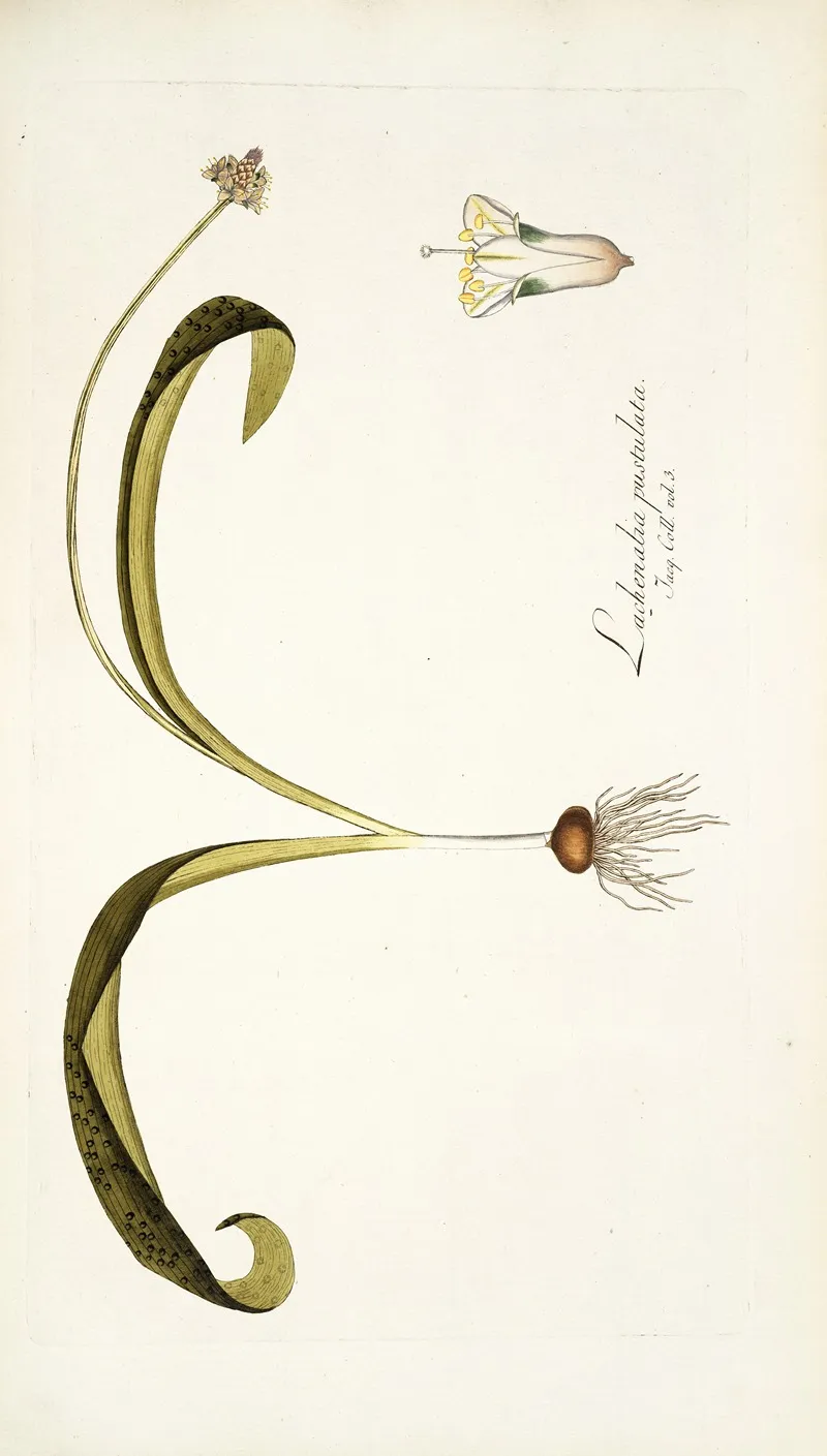 Lachenalia Pustulata Wall Art by Nikolaus Joseph Freiherr von Jacquin - High-Resolution Digital Print