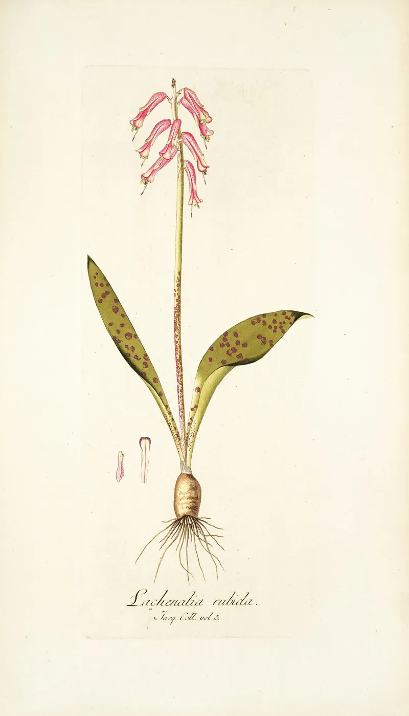 Lachenalia Rubida Wall Art by Nikolaus Joseph Freiherr von Jacquin - High-Resolution Digital Print