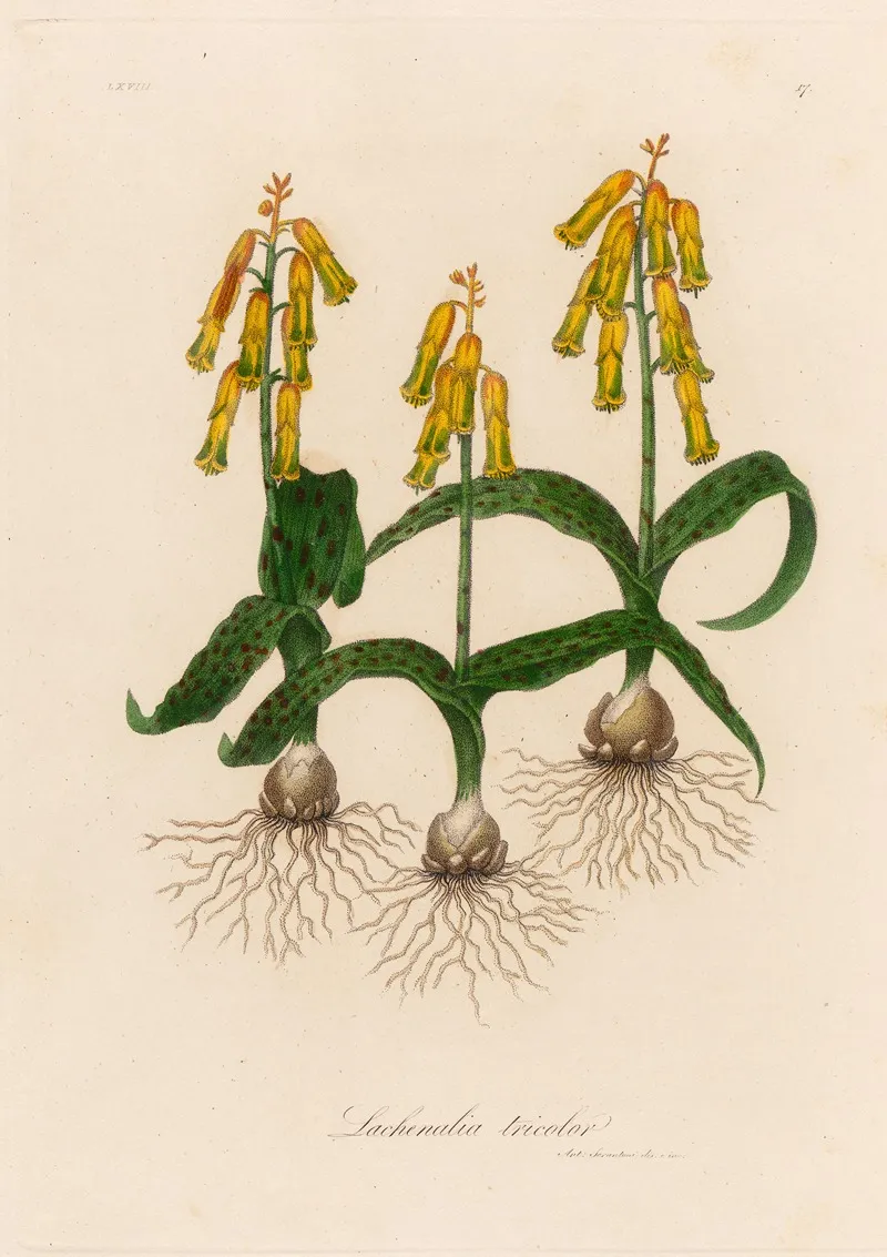 Lachenalia Tricolor 2 Wall Art by Gaetano Savi - High-Resolution Digital Print