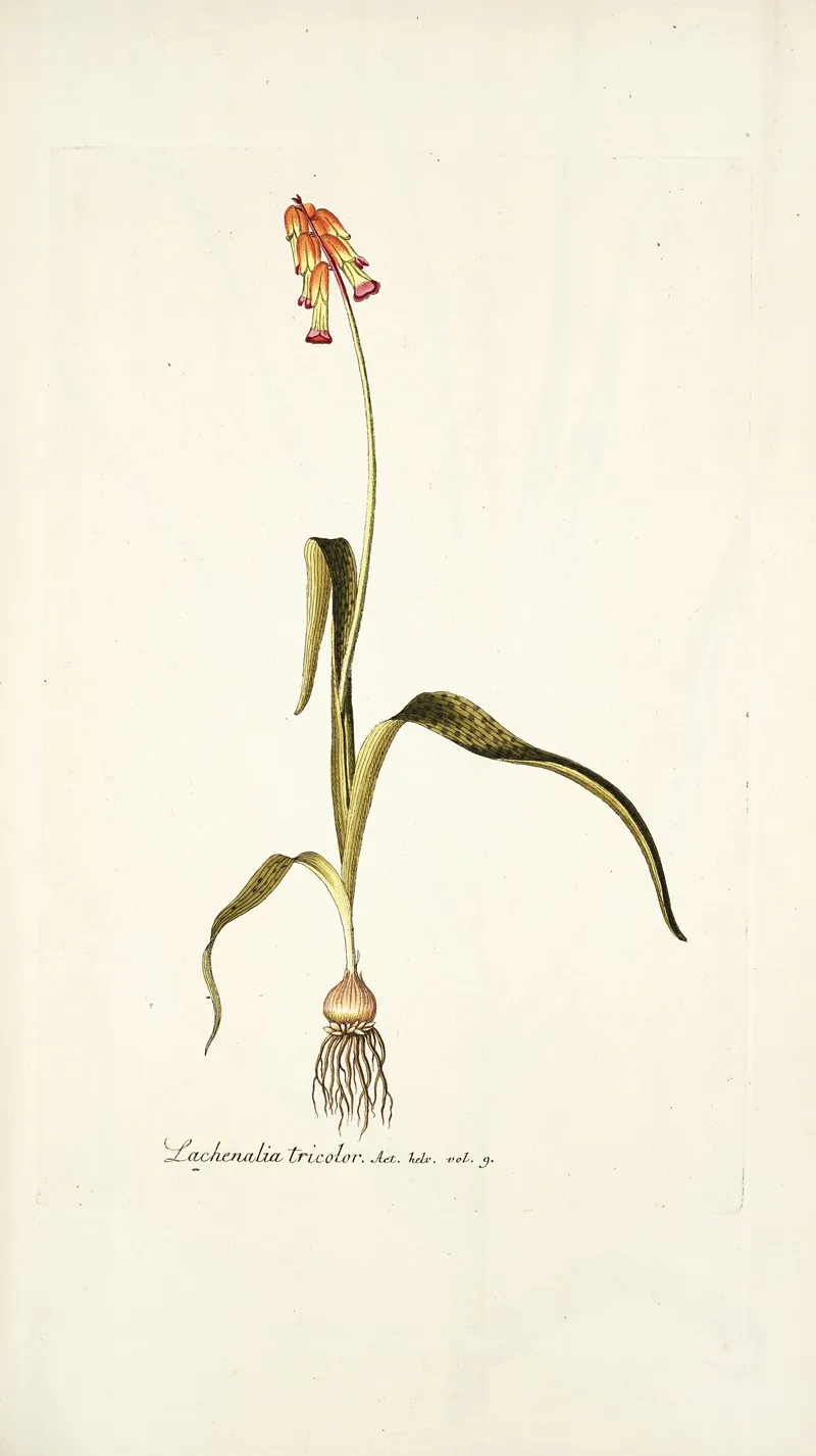Lachenalia Tricolor Wall Art by Nikolaus Joseph Freiherr von Jacquin - High-Resolution Digital Print