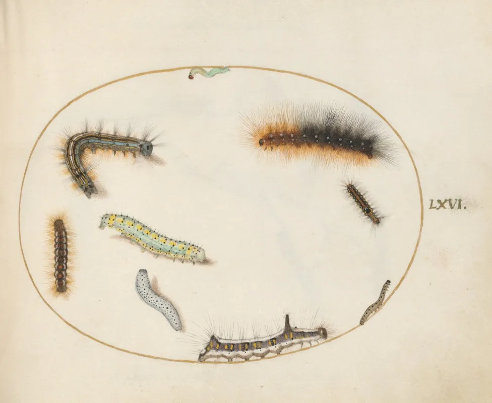 Lackey Moth Caterpillar Figure Of Eight Caterpillar Grey Dagger Caterpillar And Other Caterpillars