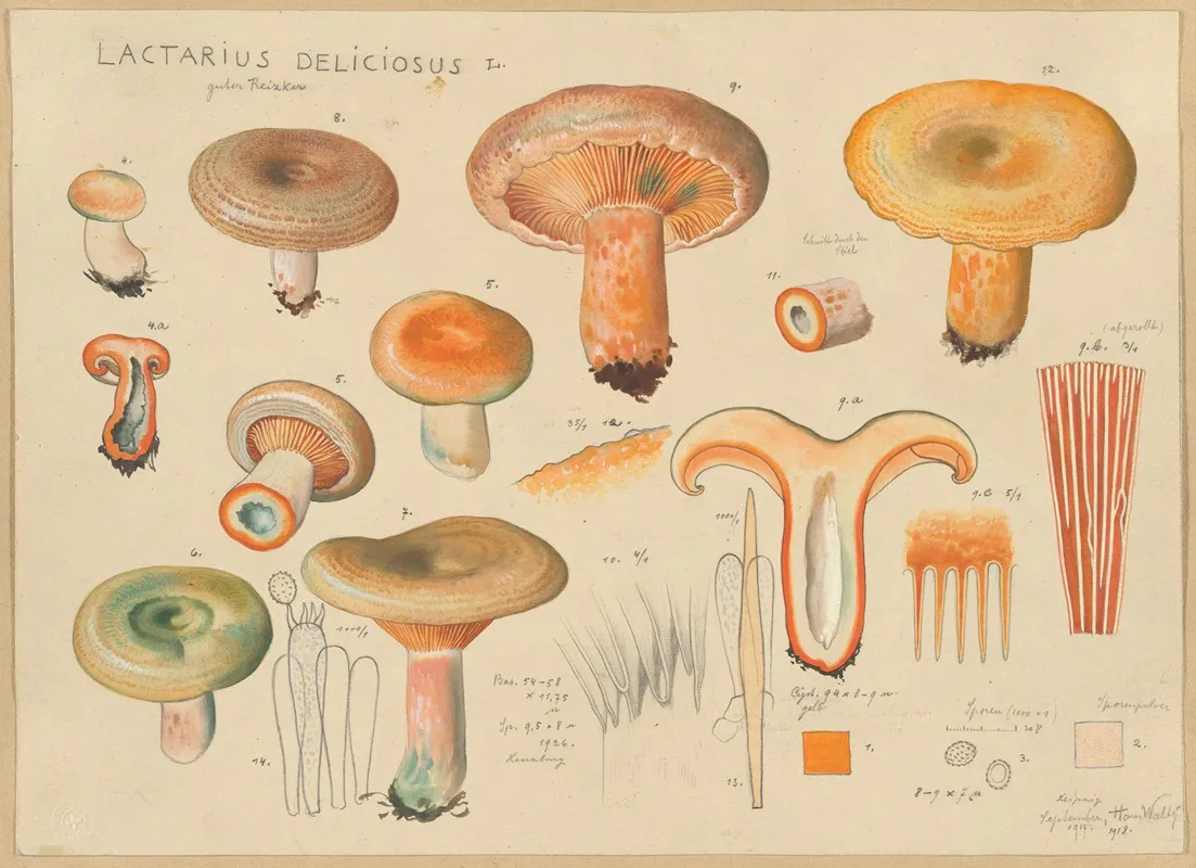 Lactarius Deliciosus L Wall Art by Hans Walty - High-Resolution Digital Print