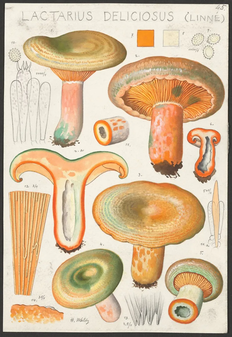 Lactarius Deliciosus Linne Wall Art by Hans Walty - High-Resolution Digital Print
