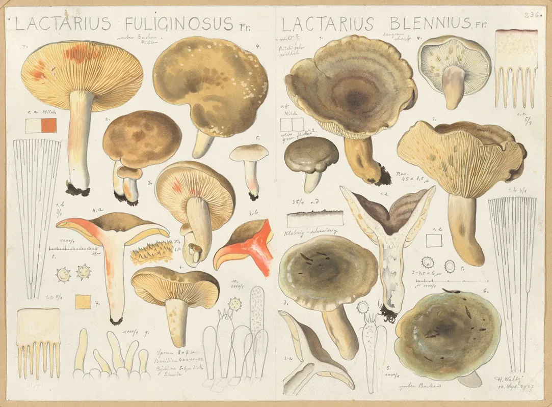 Lactarius Fuliginosus Lactarius Blennius Wall Art by Hans Walty - High-Resolution Digital Print