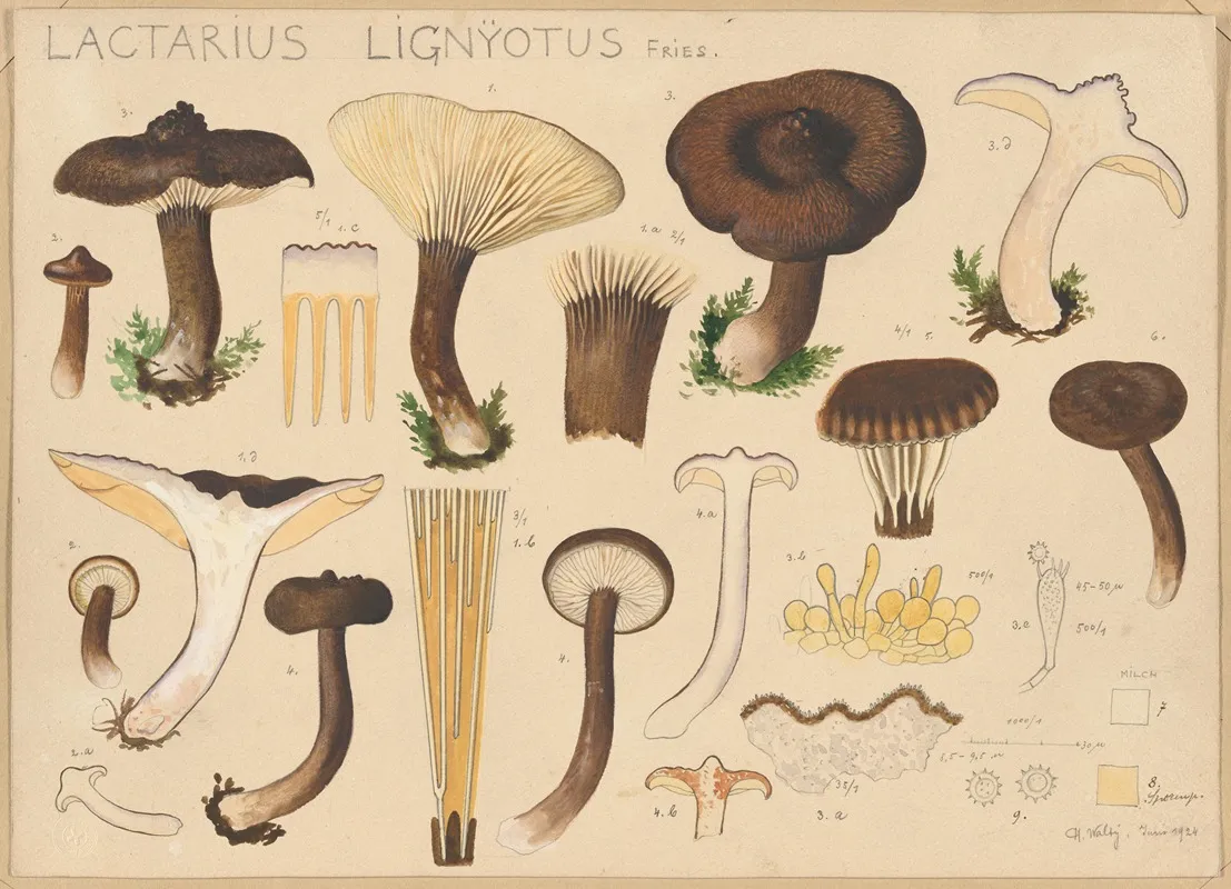 Lactarius Lignyotus Fries Wall Art by Hans Walty - High-Resolution Digital Print
