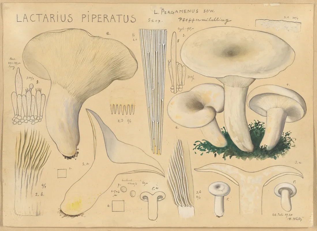 Lactarius Piperatus Scop Wall Art by Hans Walty - High-Resolution Digital Print