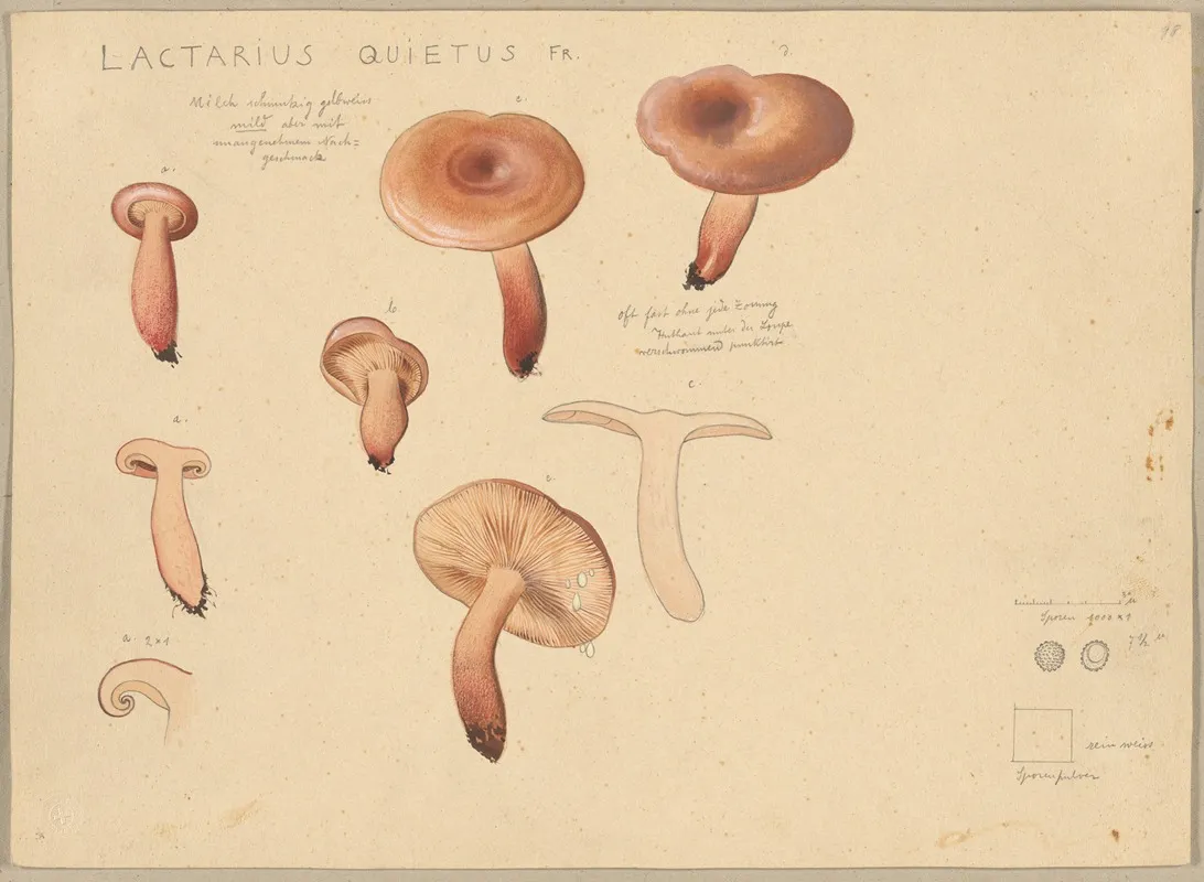 Lactarius Quietus Fr Wall Art by Hans Walty - High-Resolution Digital Print