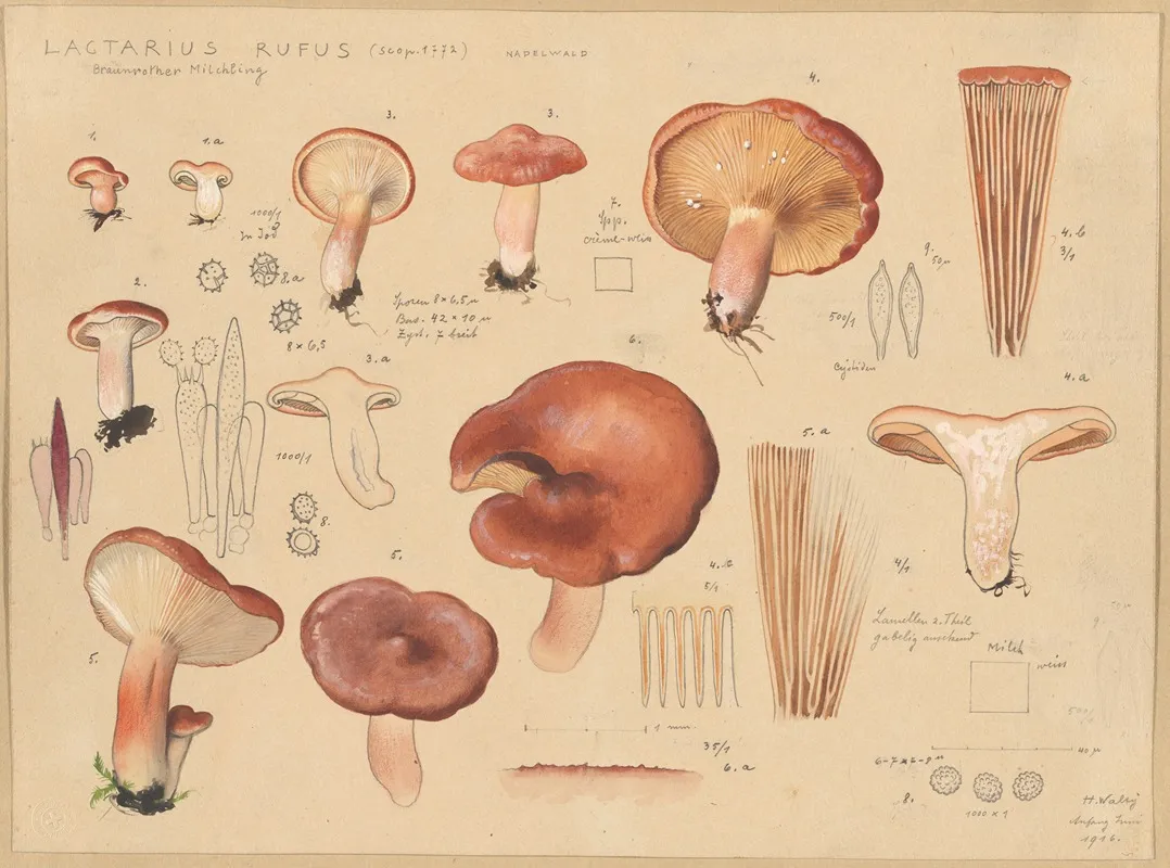 Lactarius Rufus Scop 1772 Wall Art by Hans Walty - High-Resolution Digital Print