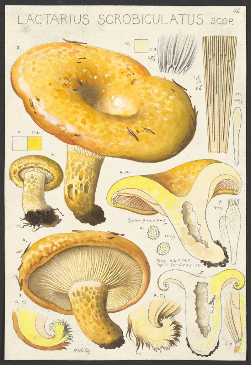 Lactarius Scrobiculatus Scop 2 Wall Art by Hans Walty - High-Resolution Digital Print