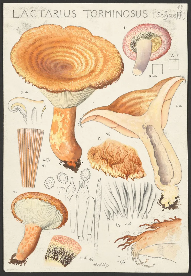 Lactarius Torminosus Schaeff Wall Art by Hans Walty - High-Resolution Digital Print