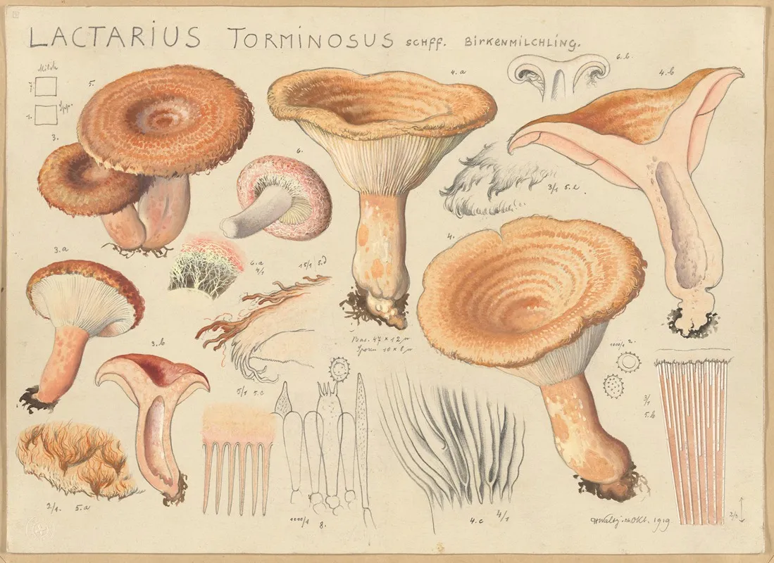 Lactarius Torminosus Schff Wall Art by Hans Walty - High-Resolution Digital Print