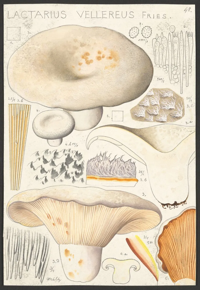 Lactarius Vellereus Fries Wall Art by Hans Walty - High-Resolution Digital Print