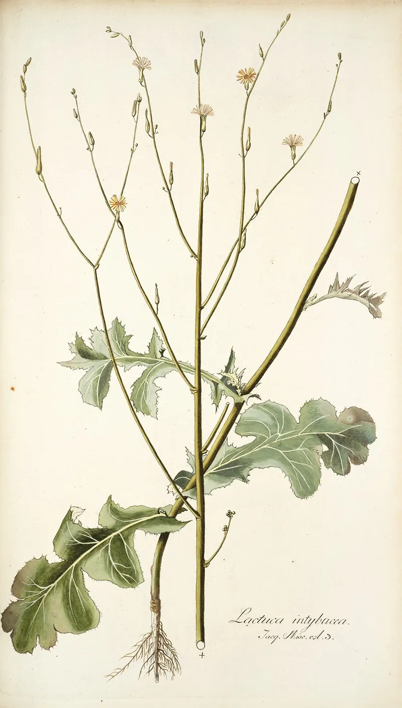 Lactuca Intubacea Wall Art by Nikolaus Joseph Freiherr von Jacquin - High-Resolution Digital Print