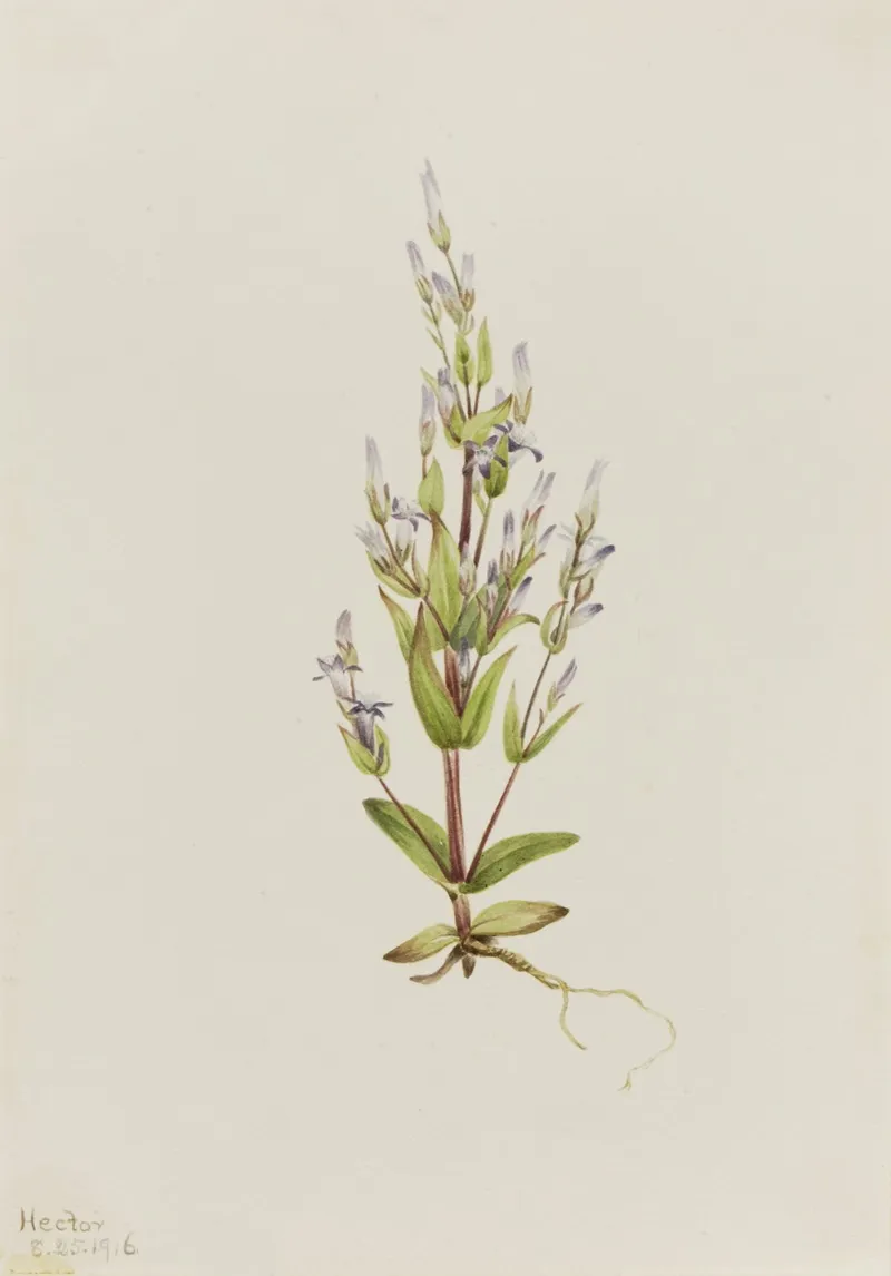 Ladder Gentian Gentiana Acuta 2