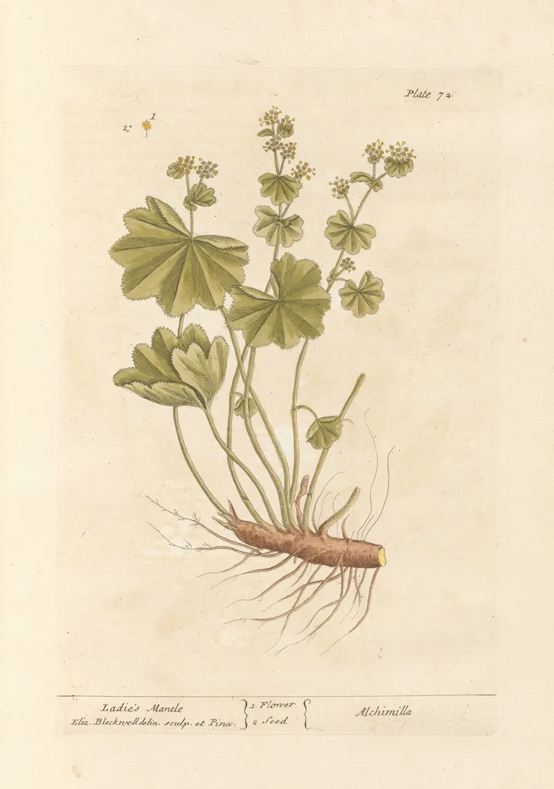 Ladies Mantle Wall Art by Elizabeth Blackwell - High-Resolution Digital Print