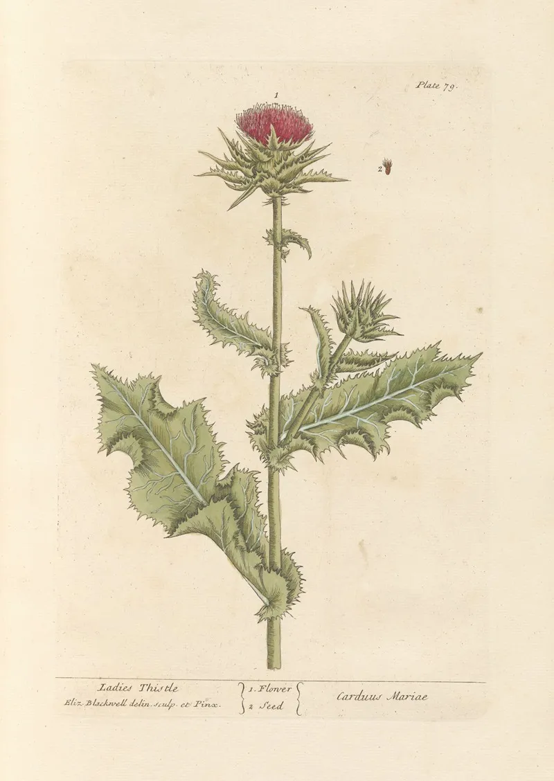 Ladies Thistle Wall Art by Elizabeth Blackwell - High-Resolution Digital Print