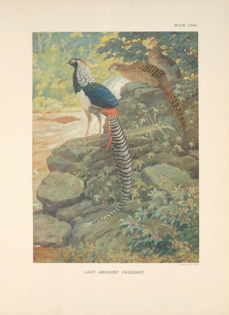 Lady Amherst Pheasant Chrysophus Amherstiae Wall Art by Charles Robert Knight - High-Resolution Digital Print