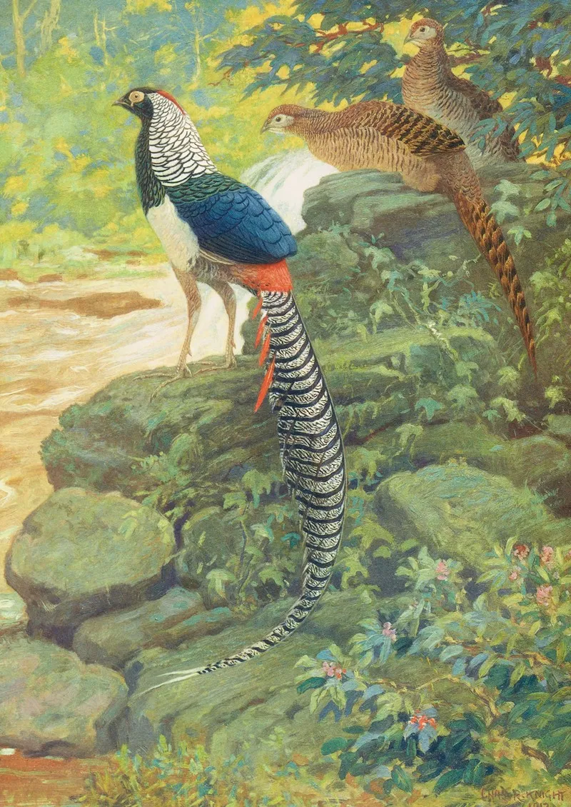Lady Amherst Pheasant Wall Art by Charles Robert Knight - High-Resolution Digital Print