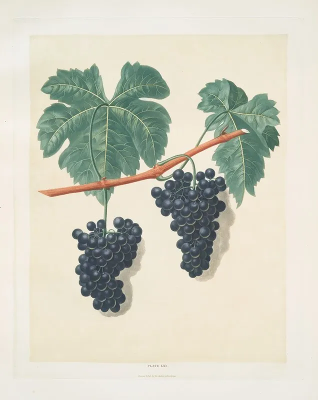 Lady Bathursts Tokay Grapes Wall Art by George Brookshaw - High-Resolution Digital Print