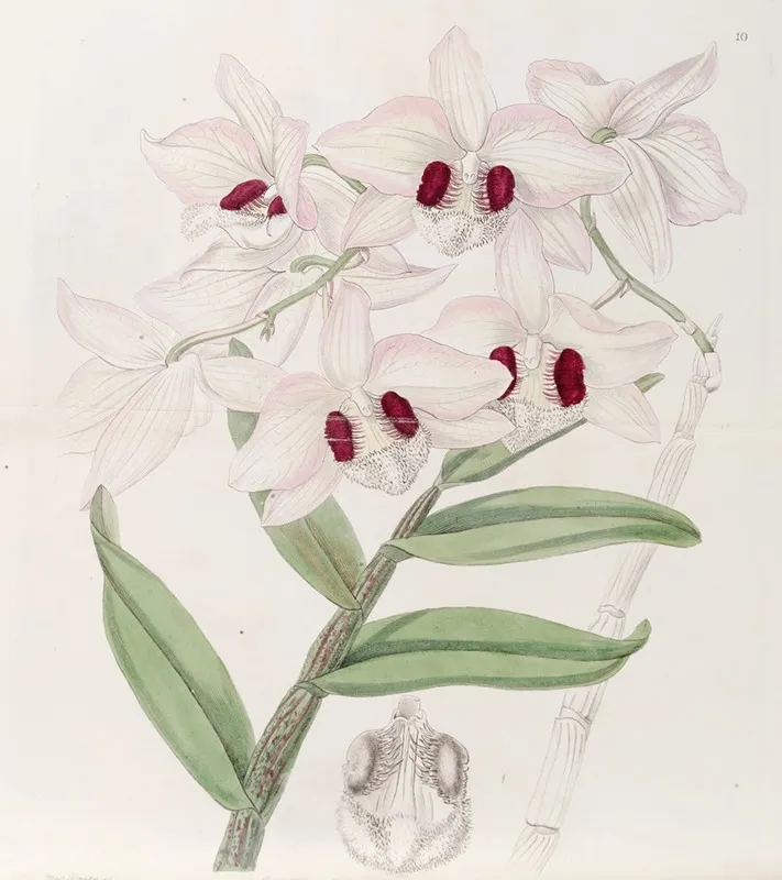 Lady Dalhousies Dendrobium Wall Art by Sydenham Edwards - High-Resolution Digital Print