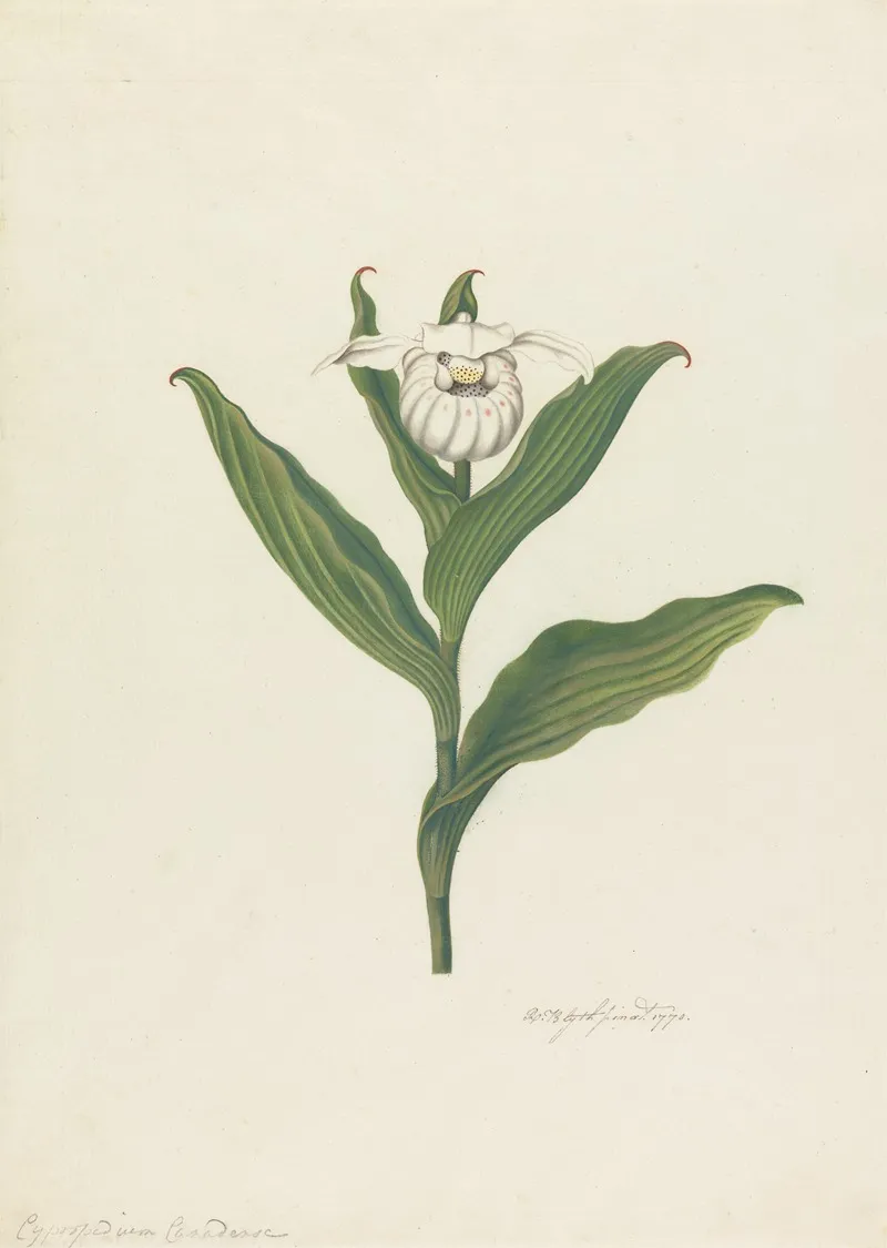 Ladys Slipper Cypripedium Canadense Calceolus Maria