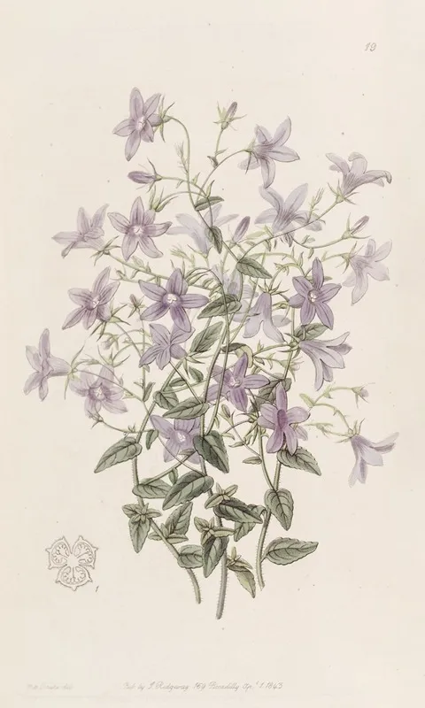 Laeflings Bellflower Wall Art by Sydenham Edwards - High-Resolution Digital Print