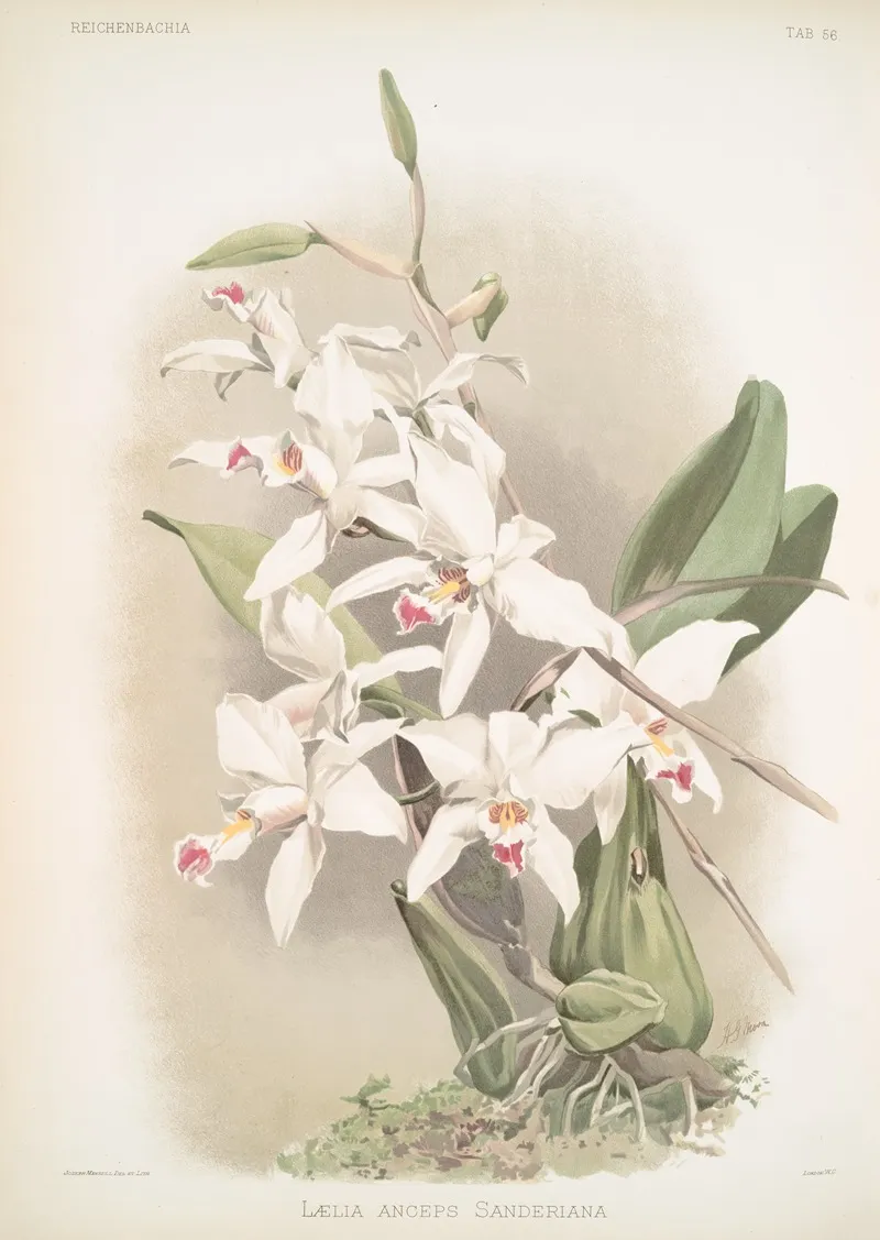 Laelia Anceps Sanderiana Wall Art by Frederick Sander - High-Resolution Digital Print