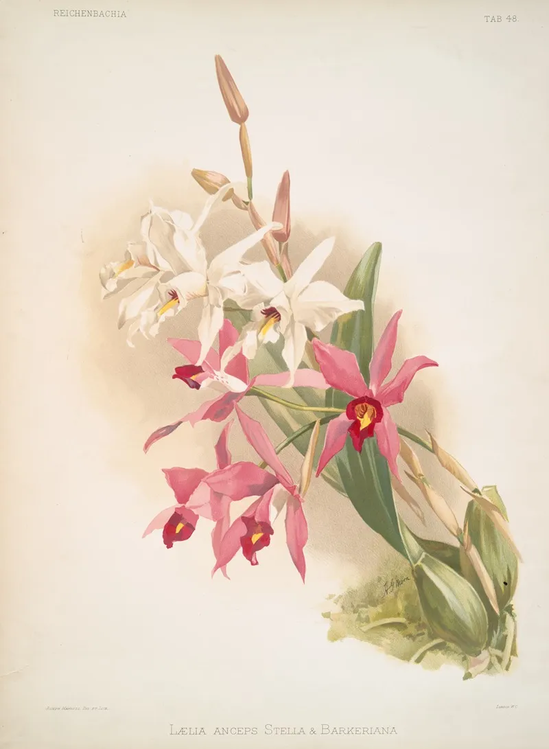 Laelia Anceps Stella Barkeriana Wall Art by Frederick Sander - High-Resolution Digital Print