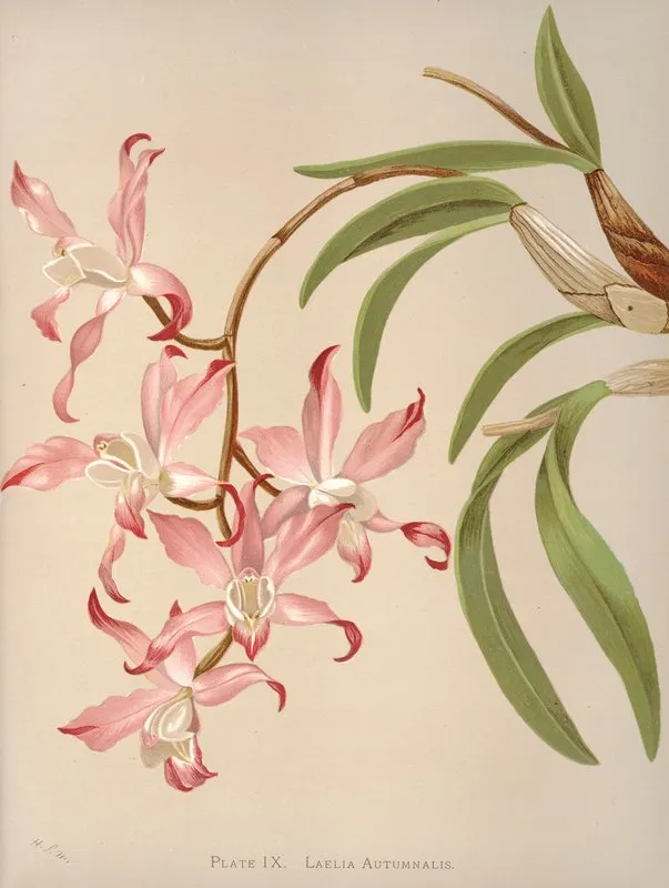 Laelia Autumnalis 2 Wall Art by Harriet Stewart Miner - High-Resolution Digital Print