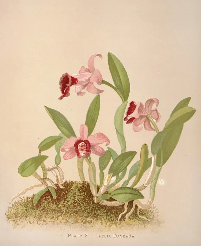 Laelia Dayeana Wall Art by Harriet Stewart Miner - High-Resolution Digital Print