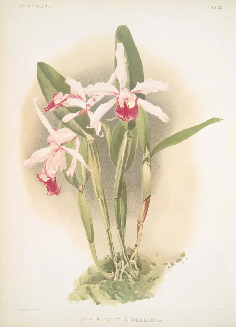 Laelia Elegans Schilleriana Wall Art by Frederick Sander - High-Resolution Digital Print