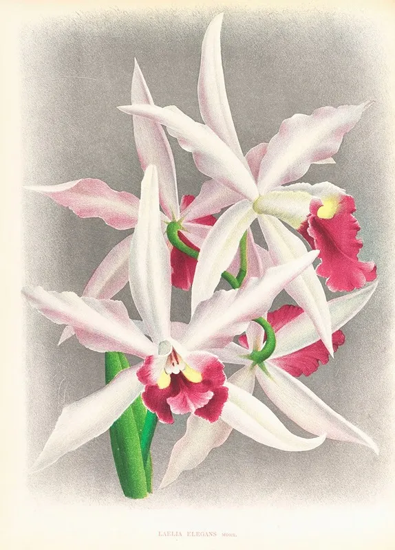 Laelia Elegans Wall Art by Jean Jules Linden - High-Resolution Digital Print
