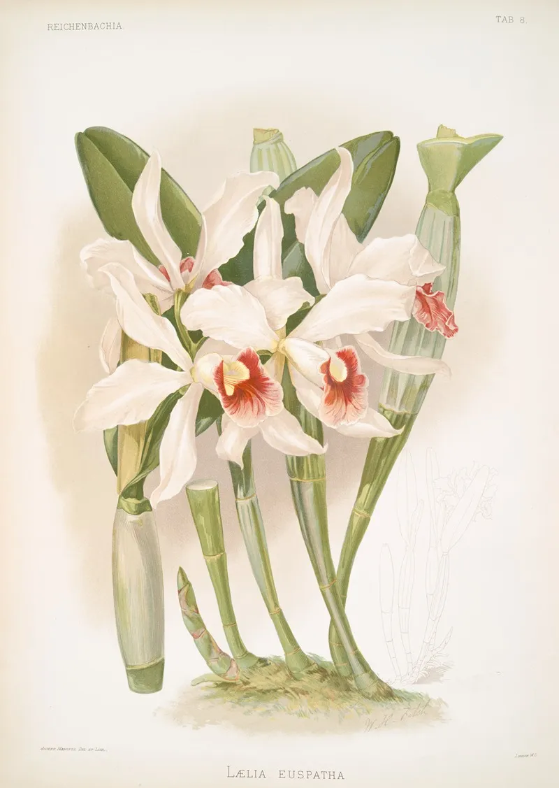 Laelia Euspatha Wall Art by Frederick Sander - High-Resolution Digital Print