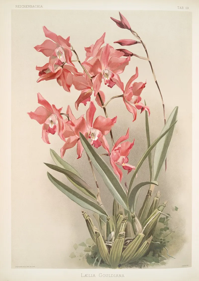 Laelia Gouldiana Wall Art by Frederick Sander - High-Resolution Digital Print
