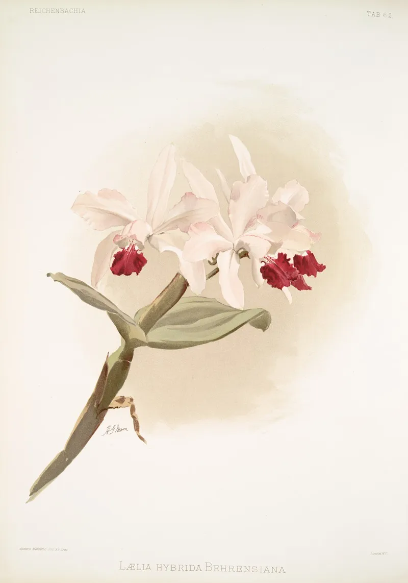 Laelia Hybrida Behrensiana Wall Art by Frederick Sander - High-Resolution Digital Print