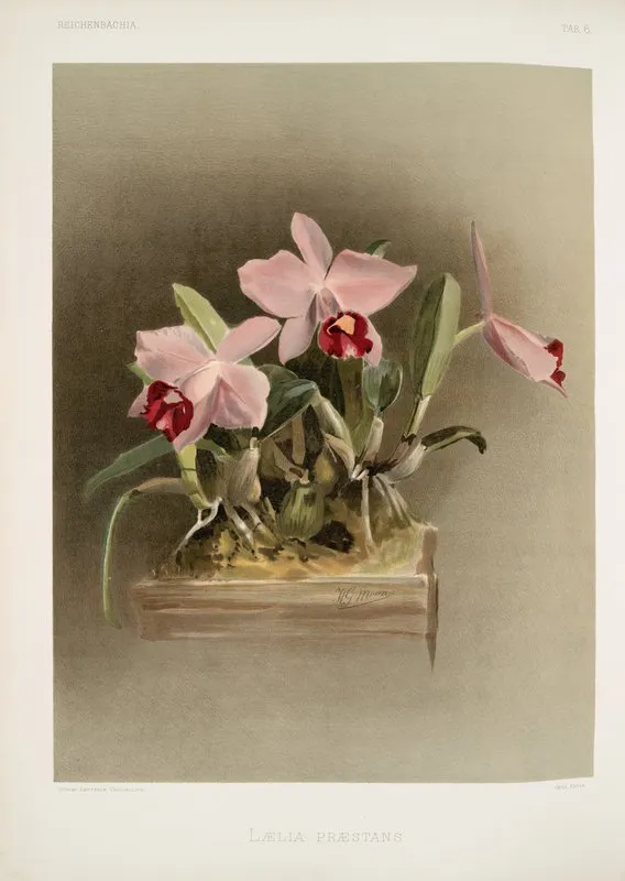 Laelia Praestans Wall Art by Frederick Sander - High-Resolution Digital Print